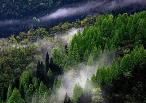 四川推进高水平打造天下“森林四库”建设树模省事情