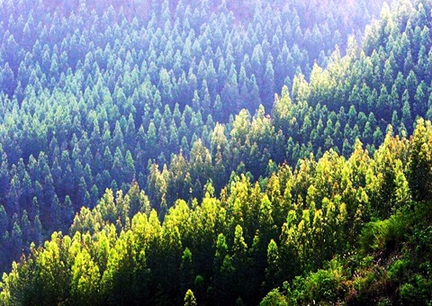 效率提升2倍！！广西立异手艺赋能让34.2万亩林地确权提速降本