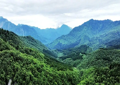 四川雅安：：建设“天府森林四库” 推进林下经济开展