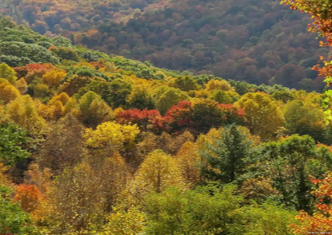安徽滁州：：深化林长制刷新加速释放森林“四库”潜能