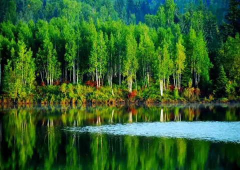 哈尔滨：：以林为基兴工业以食为媒惠民生