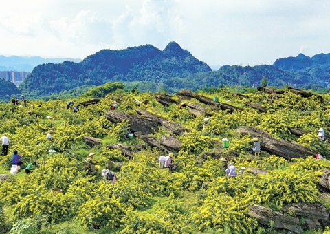重庆秀山：：：一朵山银花，，，绽放19亿元综合产值